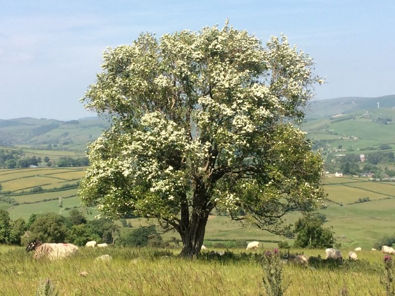 Tree at Maenllwyd